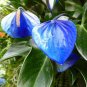 100 Seeds Blue Anthurium andraeanum