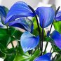 100 Seeds Blue Anthurium andraeanum