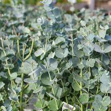 100 Seeds Blue Eucalyptus Mini Tree Exotic Shrub Flower Pots Planters Tropical Ornaments Plants