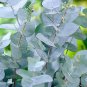 100 Seeds Blue Eucalyptus Mini Tree Exotic Shrub Flower Pots Planters Tropical Ornaments Plants