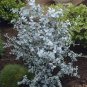 100 Seeds Blue Eucalyptus Mini Tree Exotic Shrub Flower Pots Planters Tropical Ornaments Plants