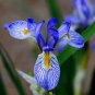 200 Seeds Blue Iris Plant Bearded Iris Flower Flores Rare Bonsai Plant
