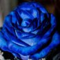 150 Seeds Blue Rose Fragrant Gardens Flowering Plants Strong