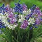 100 Seeds Bluebells Mixture Wood Hyacinth Mix Hyacinthoides Hispanica