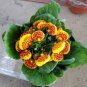 200 Seeds Bonsai Calceolaria Dicentra Spectabilis Rare Flower