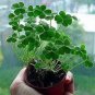 100 Seeds Bonsai Four Leaf Clover Trifolium Repens Mixed Dutch Clover Bonsai