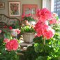 10 Seeds Bonsai Garden Pelargonium Light Pink Ball Flower Plantas
