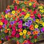 200 Seeds Bonsai Hanging Petunia Garden Petunia Mixed Color Potted Perennial Flower