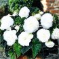 50 Seeds Bonsai Mixed Rieger Begonias Beautiful Bonsai Multi-Flap Flowers