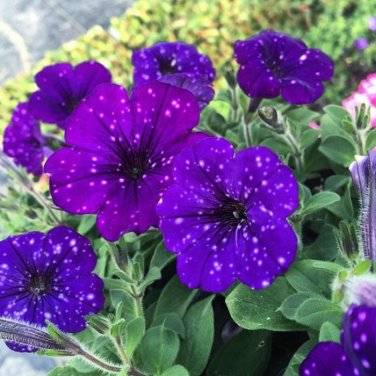 200 Seeds Bonsai Petunia Garden Bonsai Moon Night Sky Double Purple Flowers