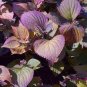 100 Seeds Bonsai Plants Garden Rare Plants Red Shiso Frutescens Purple Perilla Plantas