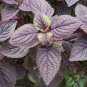100 Seeds Bonsai Plants Garden Rare Plants Red Shiso Frutescens Purple Perilla Plantas