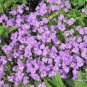 200 Seeds Bonsai Rock Cress Flower Climbing Plant Creeping Thyme Flores Perennial