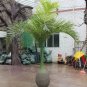 20 Seeds Bottle Palm Green Color