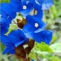 50 Seeds Bougainvillea Blue Colors