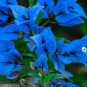 50 Seeds Bougainvillea Blue Colors