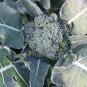 600 Seeds Broccoli Vitamin Cabbage Planting Sprouting Organic Heirloom