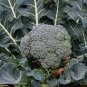 600 Seeds Broccoli Vitamin Cabbage Planting Sprouting Organic Heirloom