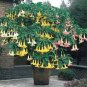 100 Seeds Brugmansia Datura Mixed