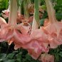 100 Seeds Brugmansia Datura Mixed