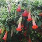 100 Seeds Brugmansia Datura Mixed