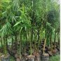 100 Seeds Buddha Bamboo Seeds Bonsai Ornamental Plants
