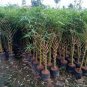 100 Seeds Buddha Bamboo Seeds Bonsai Ornamental Plants