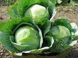400 Seeds CABBAGE