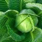 400 Seeds CABBAGE