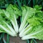 1000 Seeds Cabbage garden vegetable Ruffle Green Curly Vegetable