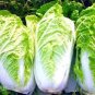 1000 Seeds Cabbage garden vegetable Ruffle Green Curly Vegetable
