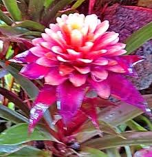 100 Seeds Cactus Bromeliad Succulent Bonsai Courtyard Mini Plant