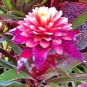 100 Seeds Cactus Bromeliad Succulent Bonsai Courtyard Mini Plant