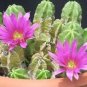 10 Seeds Cactus Echinocereus viereckii var. morricalii Cactus