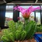 10 Seeds Cactus Echinocereus viereckii var. morricalii Cactus