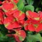 100 Seeds Cactus Euphorbia Milii Seeds New Rare Flower Plants