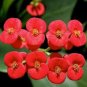 100 Seeds Cactus Euphorbia Milli Bonsai New Rare Flower Plants