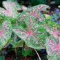 100 Seeds Caladium Bicolor Green Pink Bicolor Leaves