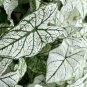 120 Seeds Caladium Seeds - White Big Leaves with Greyish Purple Edge