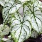 120 Seeds Caladium Seeds - White Big Leaves with Greyish Purple Edge