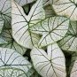 120 Seeds Caladium Seeds - White Big Leaves with Greyish Purple Edge