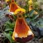 200 Seeds Calceolaria tomentosa Yellow Slipper Flower Lady's Purse