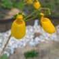 200 Seeds Calceolaria tomentosa Yellow Slipper Flower Lady's Purse