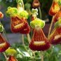 100 Seeds Calceolaria Uniflora Bonsai Flowers
