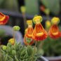 100 Seeds Calceolaria Uniflora Bonsai Flowers