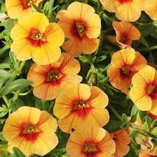 100 Seeds Calibrachoa Kabloom Crave Sunset Vigorous Free-Flowering Annual Petunia Bonsai