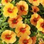100 Seeds Calibrachoa Kabloom Crave Sunset Vigorous Free-Flowering Annual Petunia Bonsai