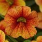 100 Seeds Calibrachoa Kabloom Crave Sunset Vigorous Free-Flowering Annual Petunia Bonsai