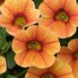 100 Seeds Calibrachoa Kabloom Crave Sunset Vigorous Free-Flowering Annual Petunia Bonsai