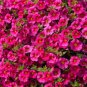 100 Seeds Calibrchoa Million Bells Annual Flower Rose Red Flowers